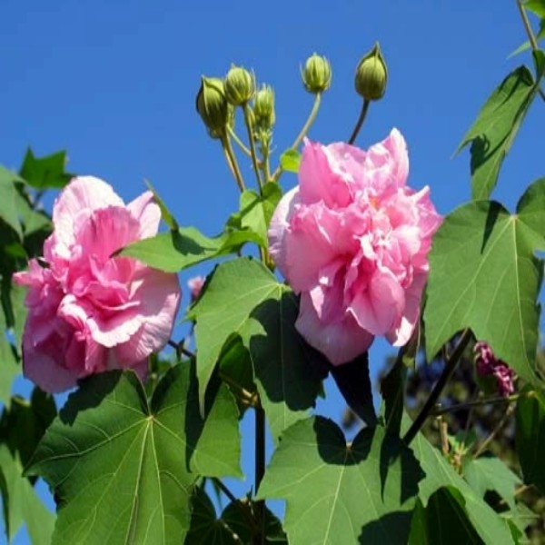 Hibiscus Confed. Rose - 5 +Unrooted Cuttings