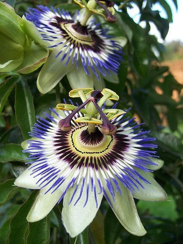 Passiflora Caerulea Blue Passion flower vine- Unrooted Cutting BOGO