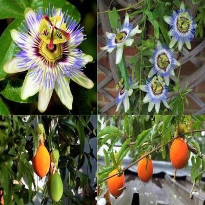 Passiflora Caerulea Blue Passion flower vine- Unrooted Cutting BOGO