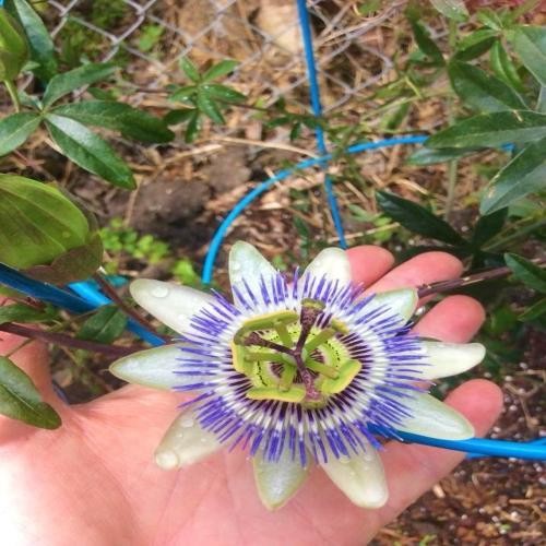 Passiflora Caerulea Blue Passion flower vine- Unrooted Cutting BOGO