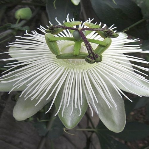 Passion Vine Unrooted  White Cutting Buy one Get one free