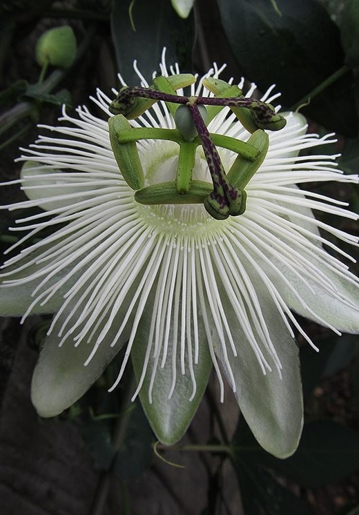 Passion Vine Unrooted  White Cutting Buy one Get one free