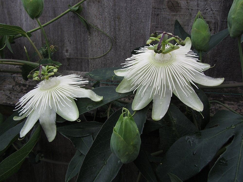 Passion Vine Unrooted  White Cutting Buy one Get one free