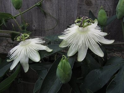 Passion Vine Unrooted  White Cutting Buy one Get one free