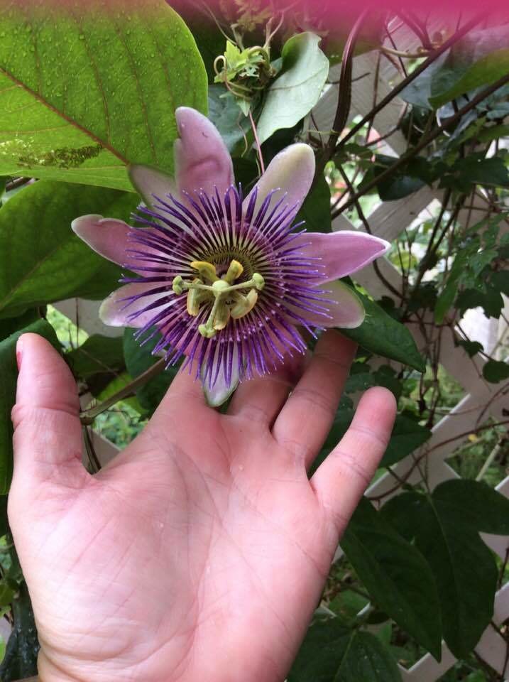Passiflora Passion Vine Belotti- 1 Unrooted Cutting BOGO