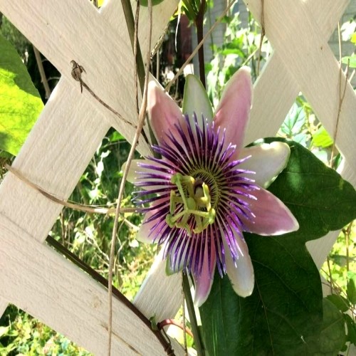 Passiflora Passion Vine Belotti- 1 Unrooted Cutting BOGO
