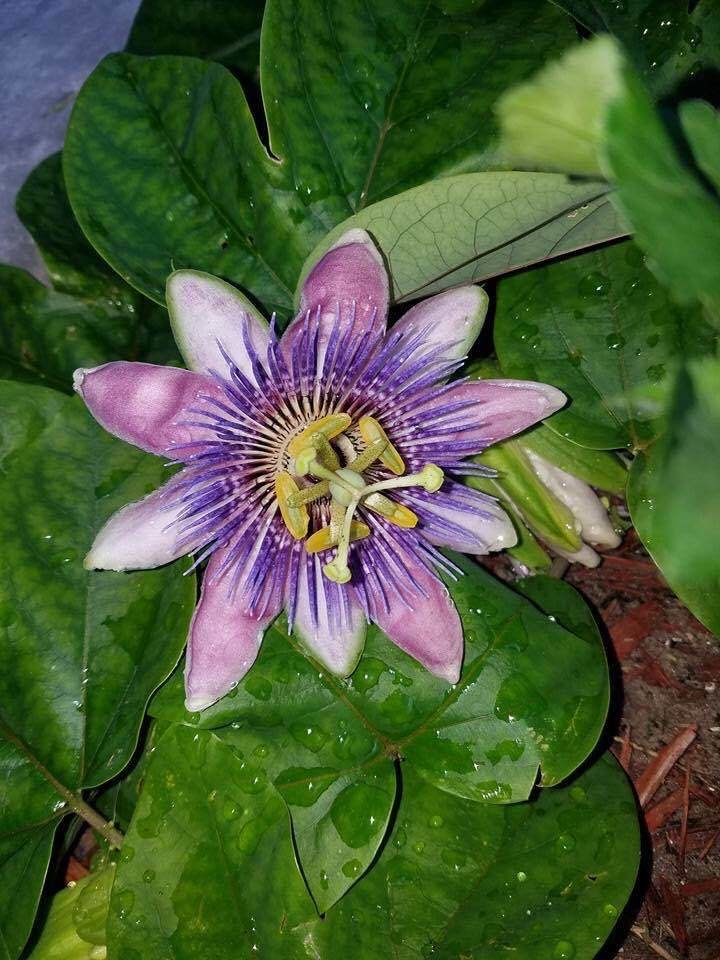 Passiflora Passion Vine Belotti- 1 Unrooted Cutting BOGO