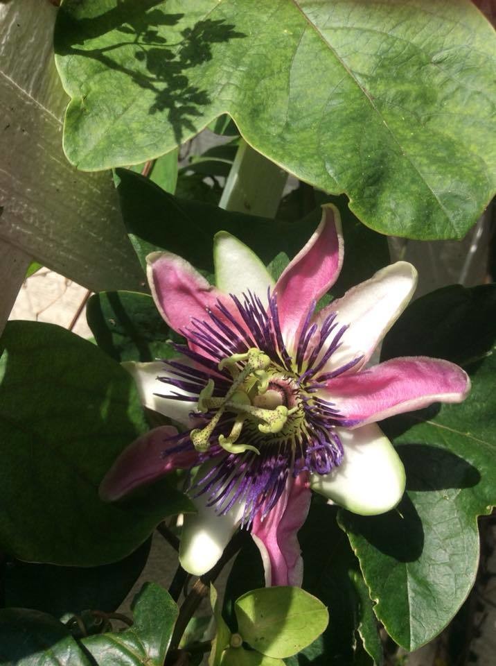 Passiflora Passion Vine Belotti- 1 Unrooted Cutting BOGO