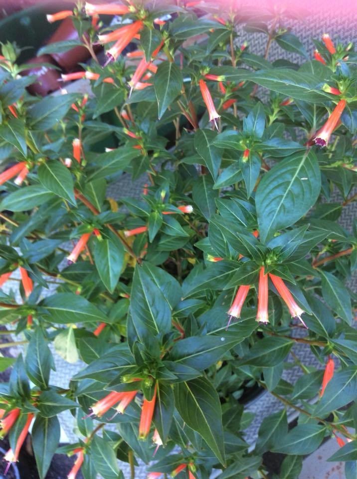​Cigar Flower- 1 Unrooted Cutting Buy one Get one Free