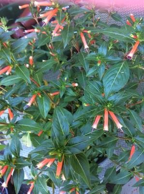 ​Cigar Flower- 1 Unrooted Cutting Buy one Get one Free