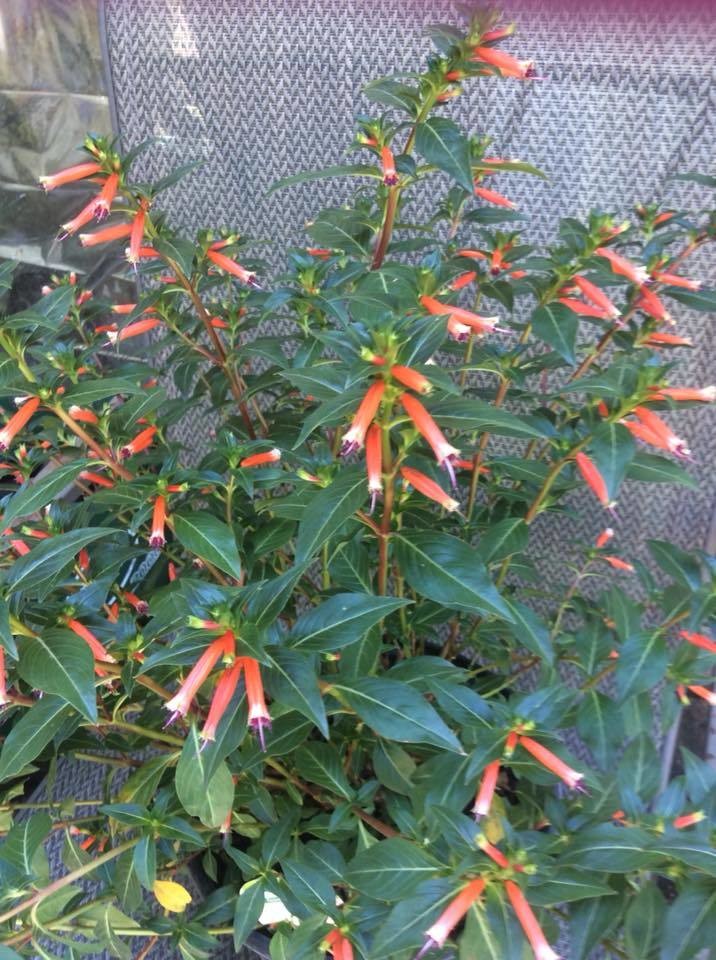 ​Cigar Flower- 1 Unrooted Cutting Buy one Get one Free
