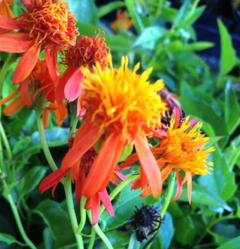 Mexican Flame Vine- Unrooted Cutting Buy 1 Get 1 Free
