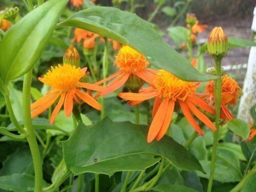Mexican Flame Vine- Unrooted Cutting Buy 1 Get 1 Free