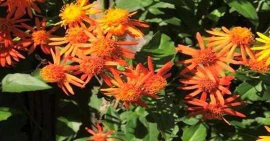 Mexican Flame Vine- Unrooted Cutting Buy 1 Get 1 Free