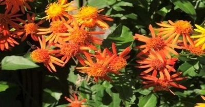 Mexican Flame Vine- Unrooted Cutting Buy 1 Get 1 Free