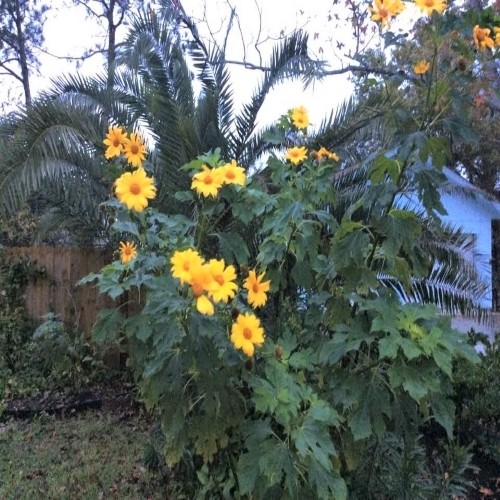 Giant Mexican Sunflower- 5 + Unrooted cuttings