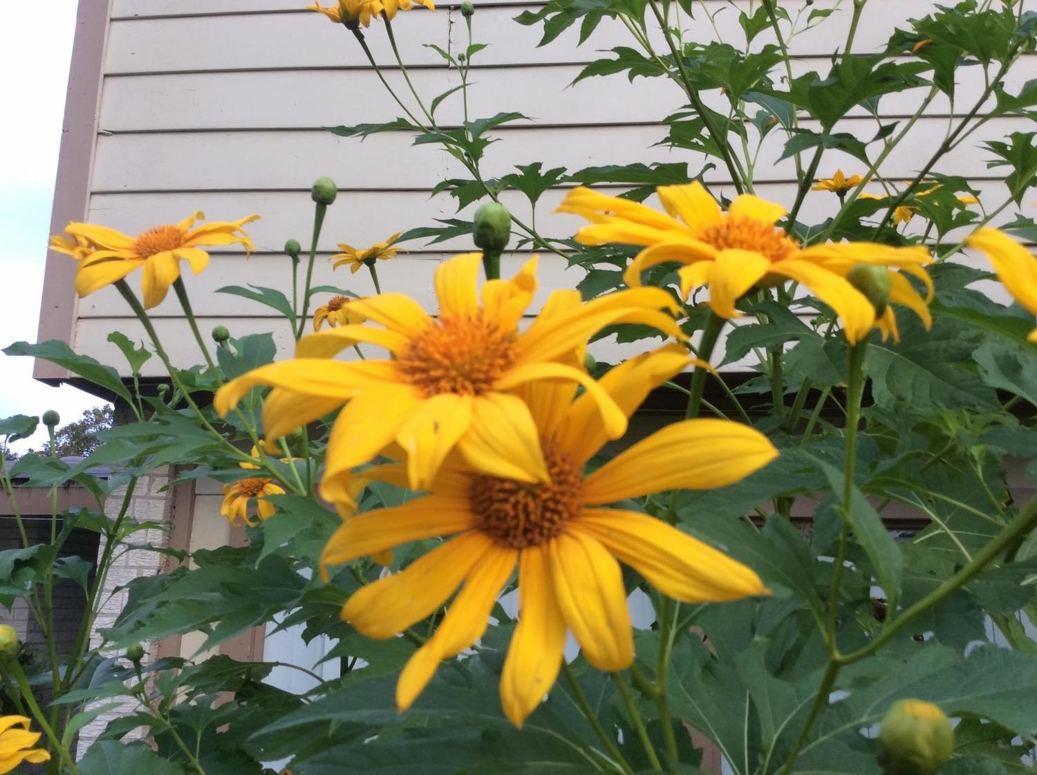 Giant Mexican Sunflower- 5 + Unrooted cuttings