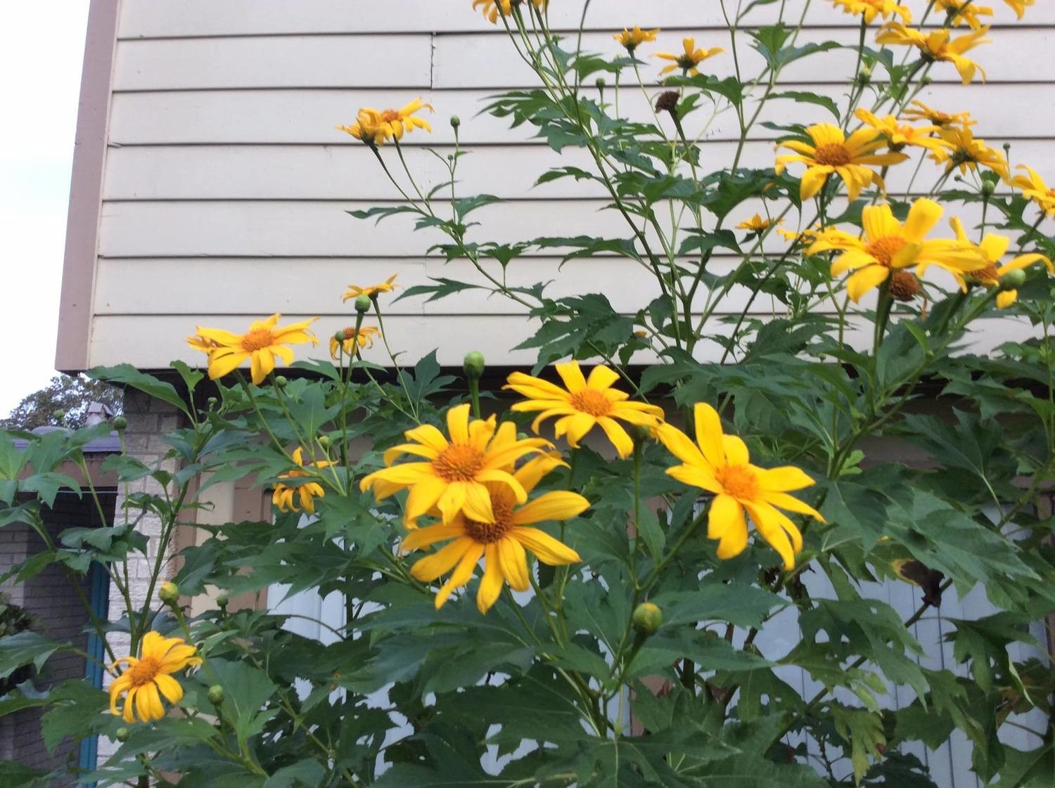 Giant Mexican Sunflower- 5 + Unrooted cuttings