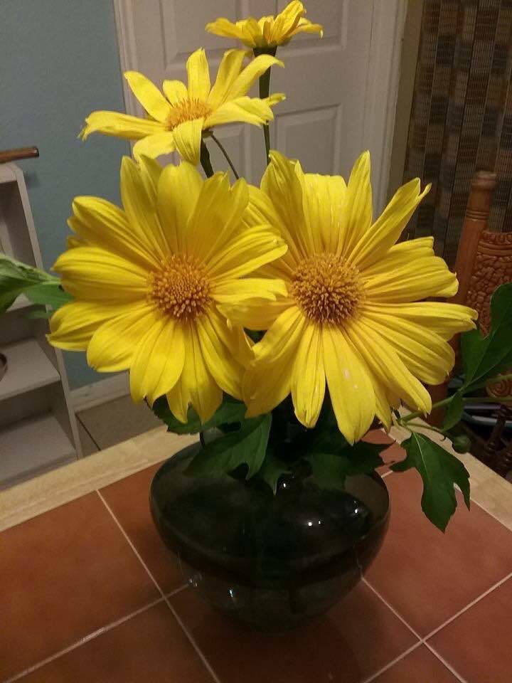 Giant Mexican Sunflower- 5 + Unrooted cuttings
