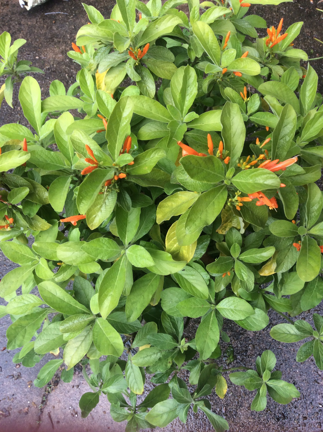 Justicia spicigera- 1 unrooted cutting Buy 1 Get 1 Free