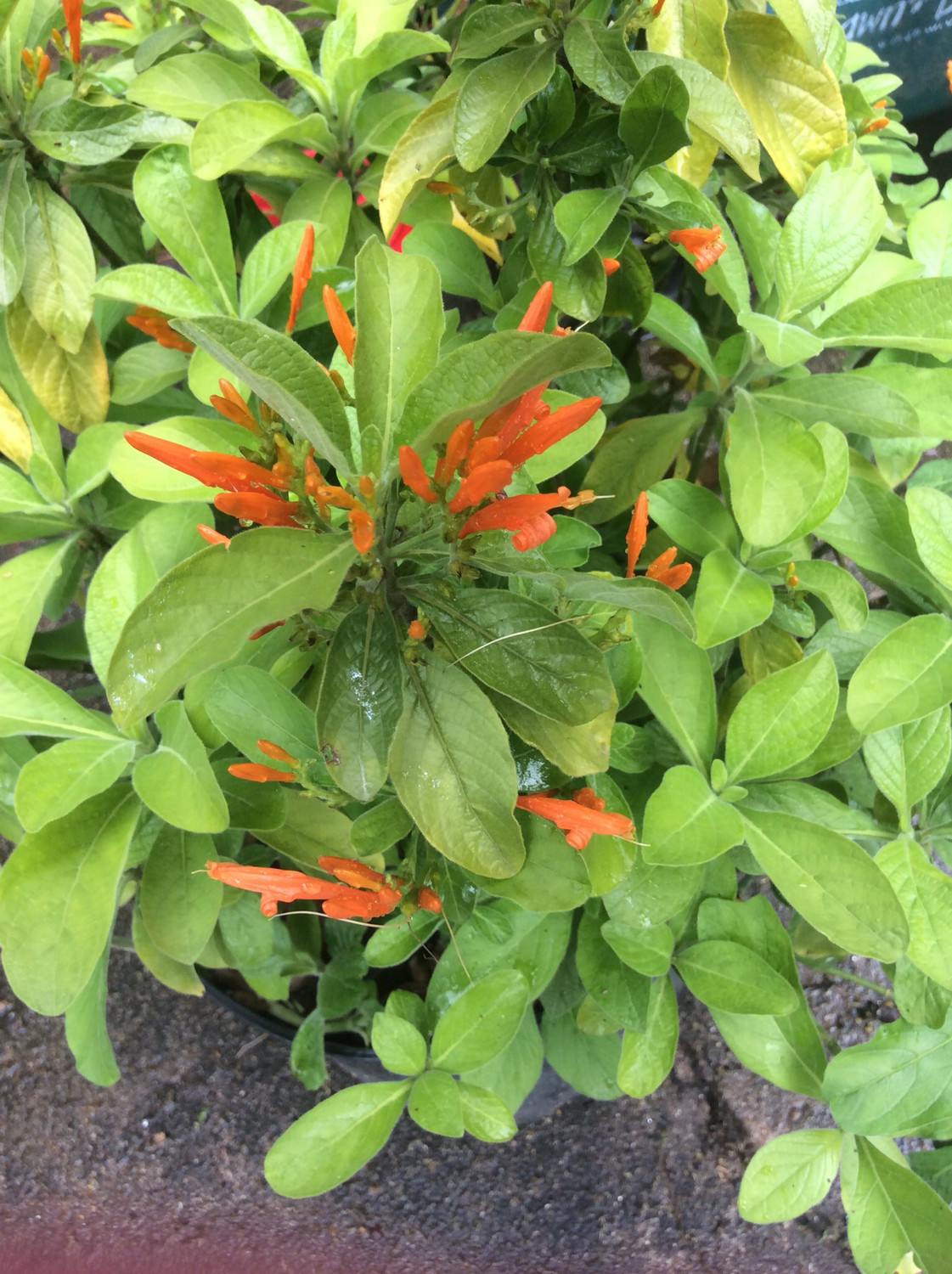 Justicia spicigera- 1 unrooted cutting Buy 1 Get 1 Free