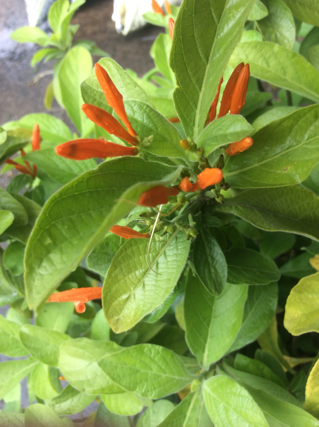 Justicia spicigera- 1 unrooted cutting Buy 1 Get 1 Free