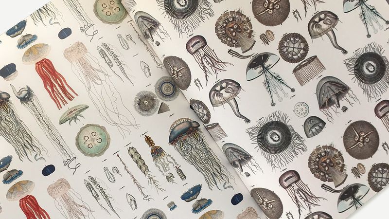 Gift &amp; creative Papers - Marine