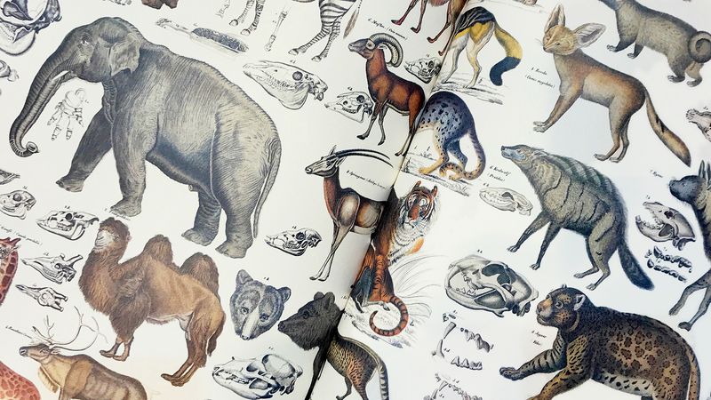 Gift &amp; creative Papers - Fauna