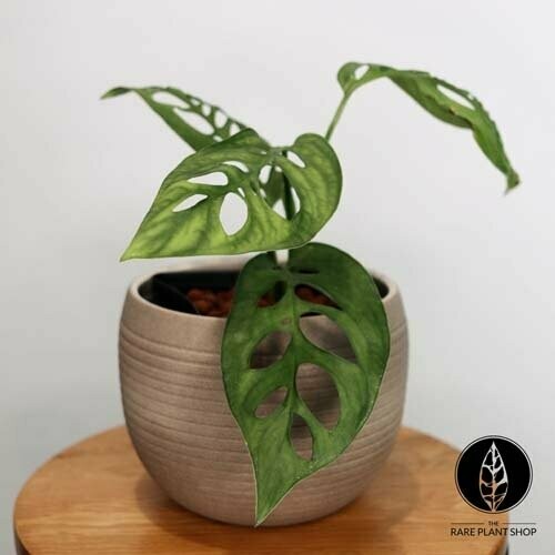 Monstera Esqueleto Eu