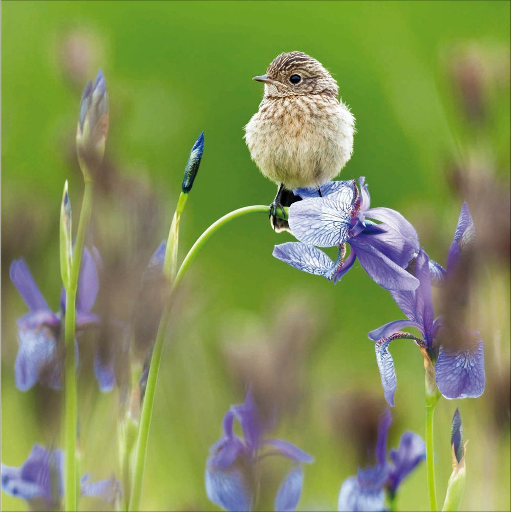 Young Stonechat