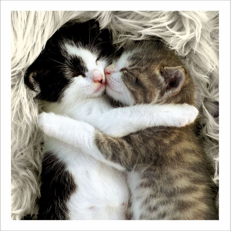 Snuggle Up