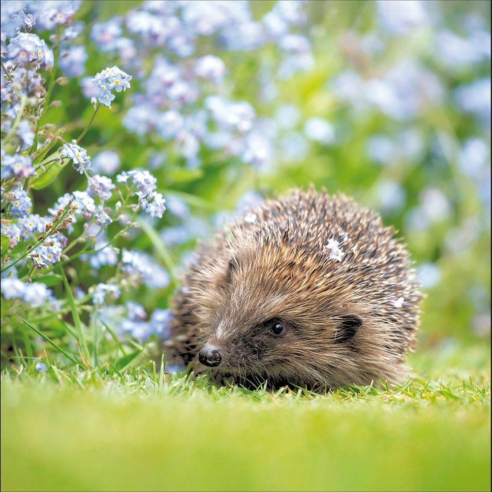 European Hedgehog - From the RSPB collection.