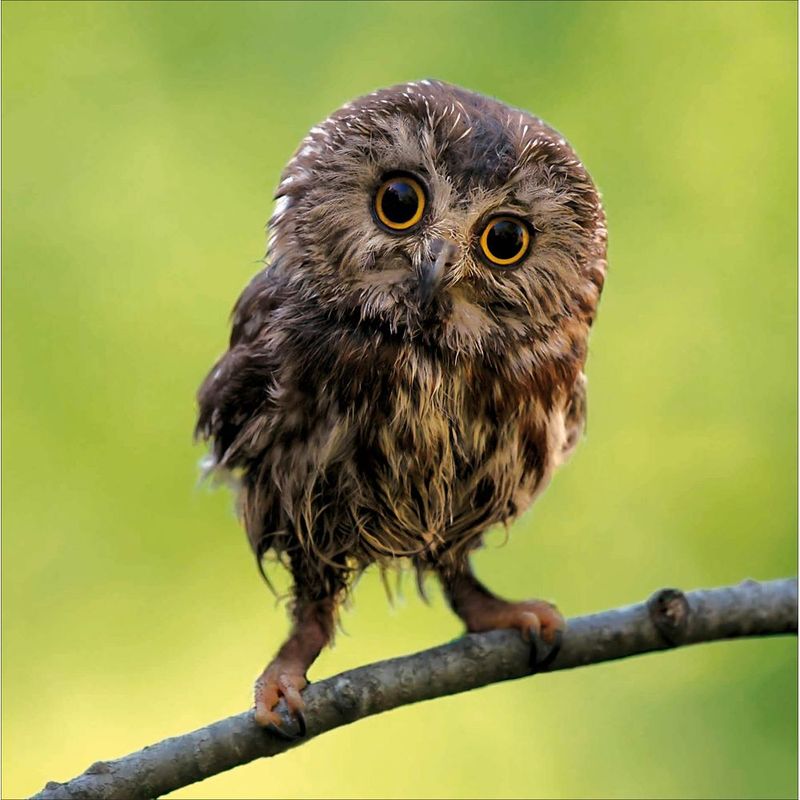 Northern Saw-Whet Owl - From the RSPB collection.