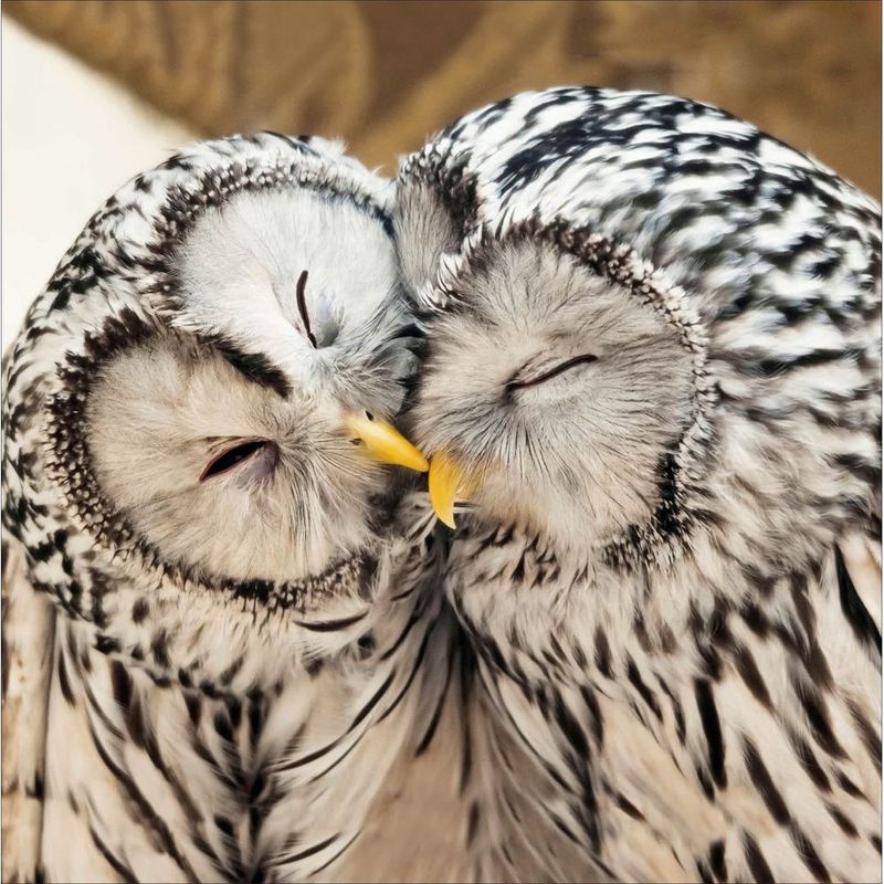 Ural Owls - From the RSPB collection.