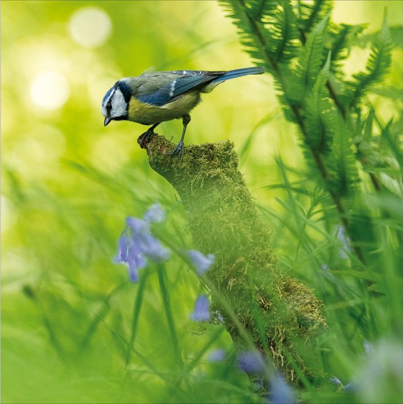 Blue Tit - From the RSPB collection.