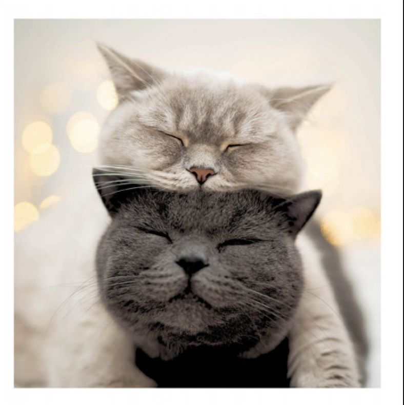 Daydreaming - From the Cattitude Collection.