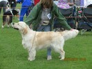AMIRENE Grain Free Premium Dog Food