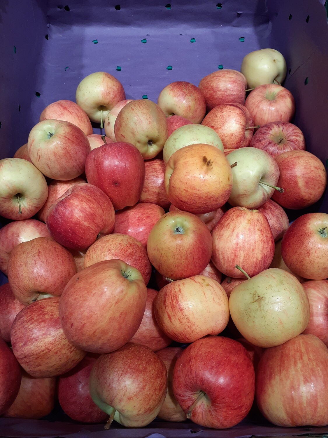 Pommes Gala 4-6 pièces env. 1kg