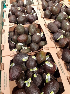 Avocats 1 pièce