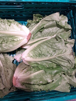 Laitue Romaine a la piece 250g