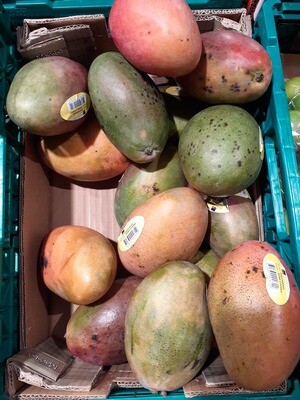 Mangue 2pce