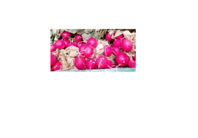 Radis Rosé 1 Botte