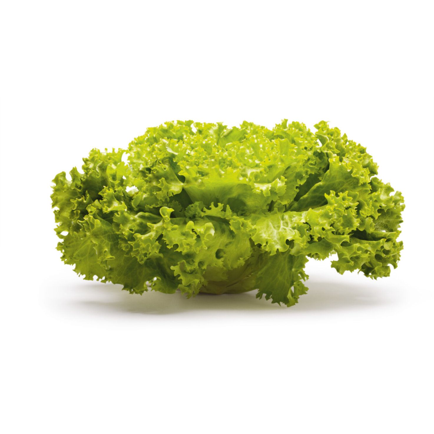 Bio Batavia vert 1 piéces