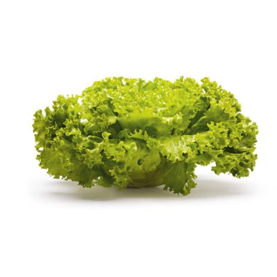 Bio Batavia vert 1 piéces