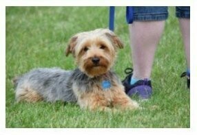 Fall Obedience Training