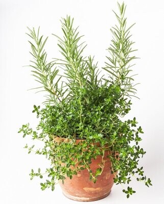 Rosemary and Thyme 500ml