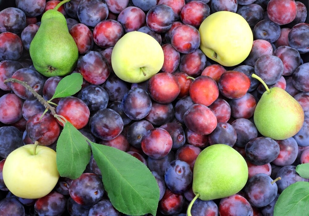 Apple Cranberry and Pear Medley