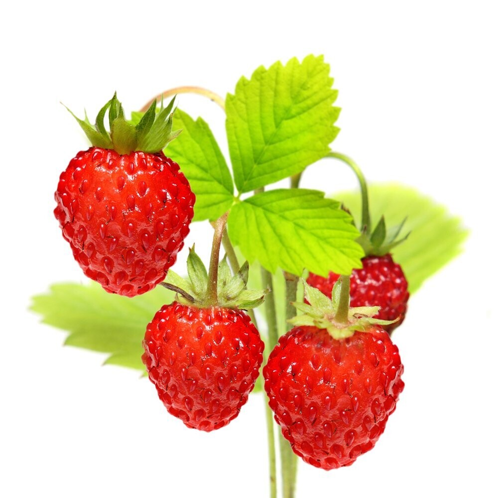 Wild strawberry