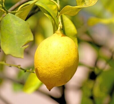 Sicilian Lemon Sicilian Lemon