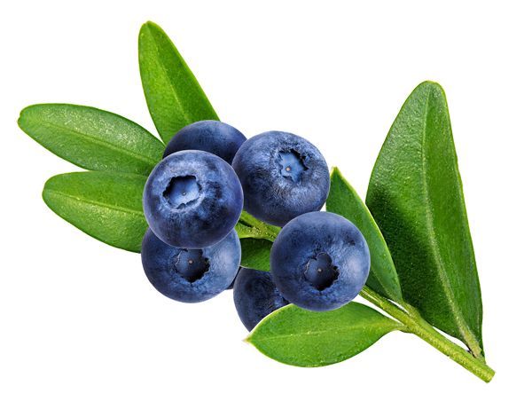 Bilberry